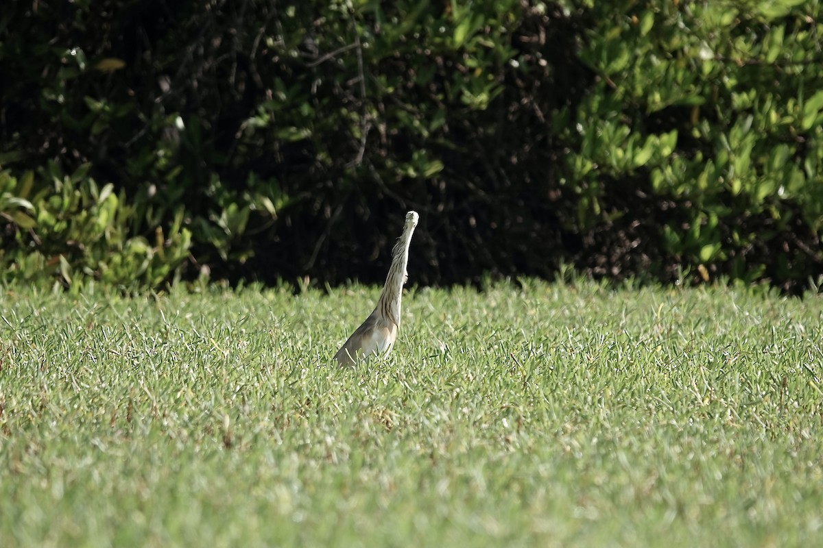 Squacco Heron - ML630718392