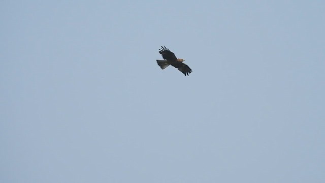 Aquila minore - ML630718393