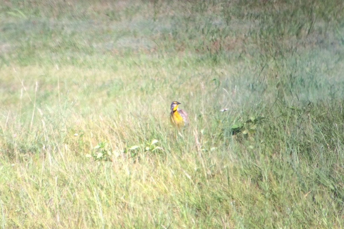 Eastern Meadowlark - ML63071841
