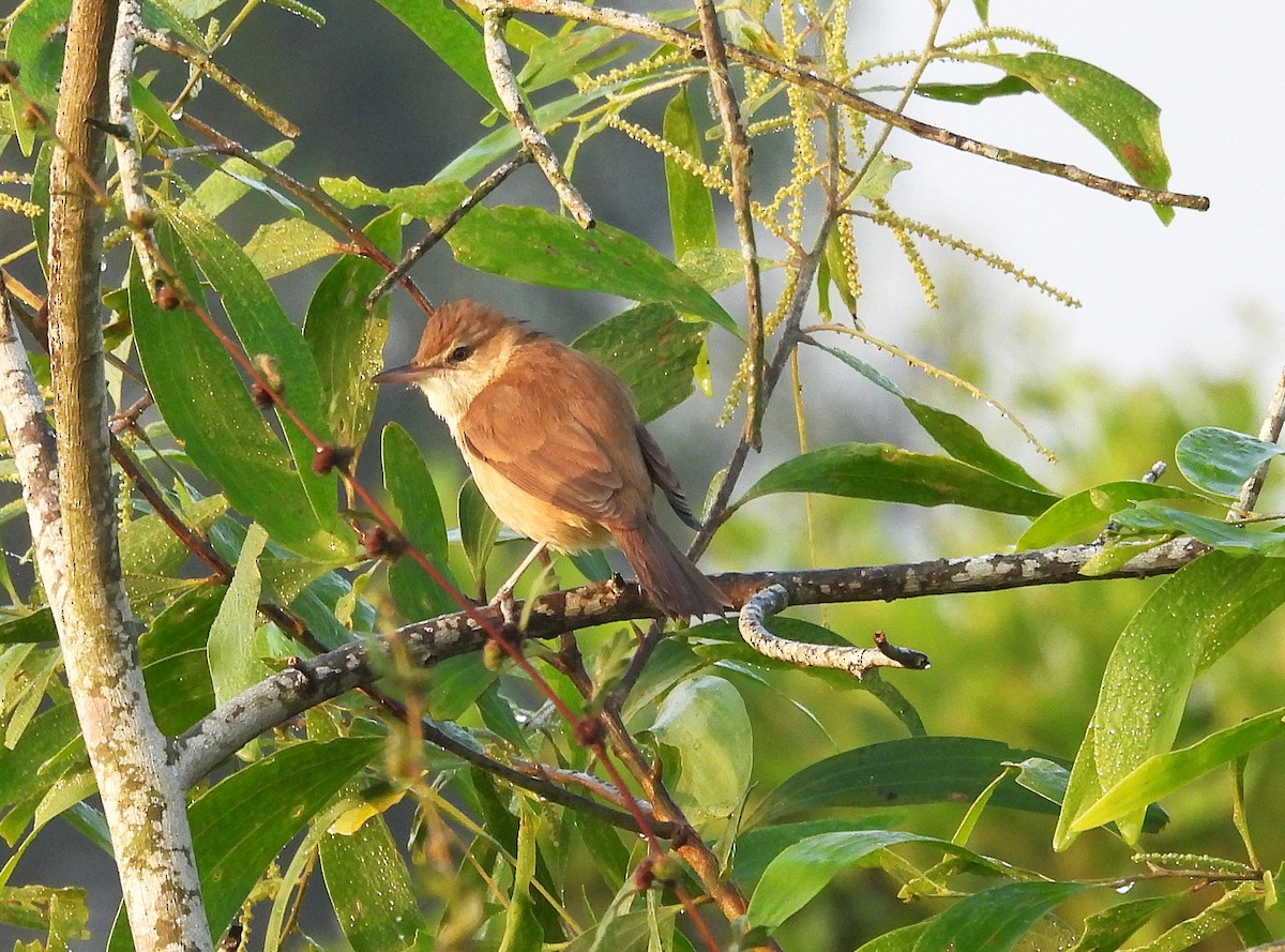 Clamorous Reed Warbler - ML630718430