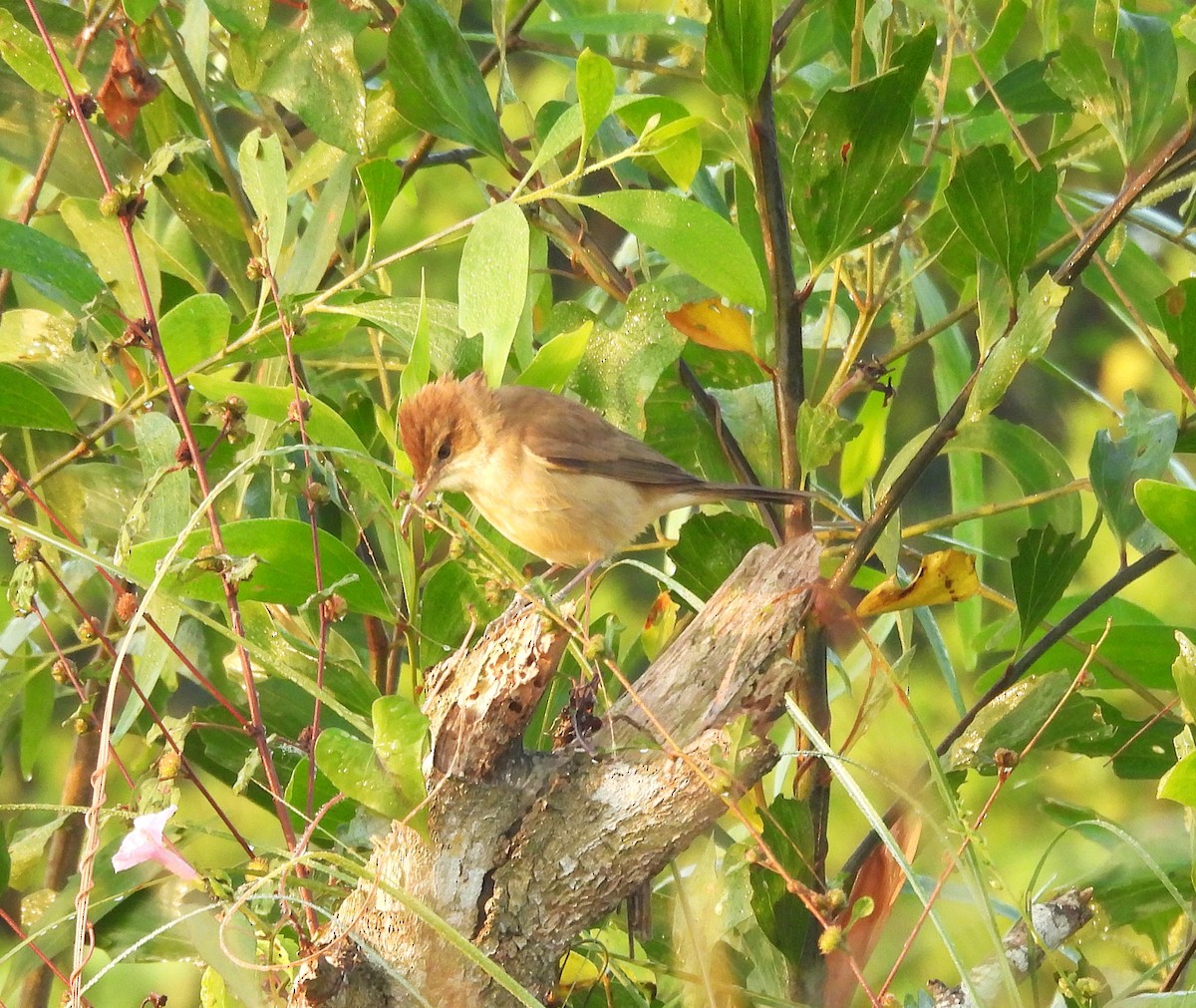 Clamorous Reed Warbler - ML630718433