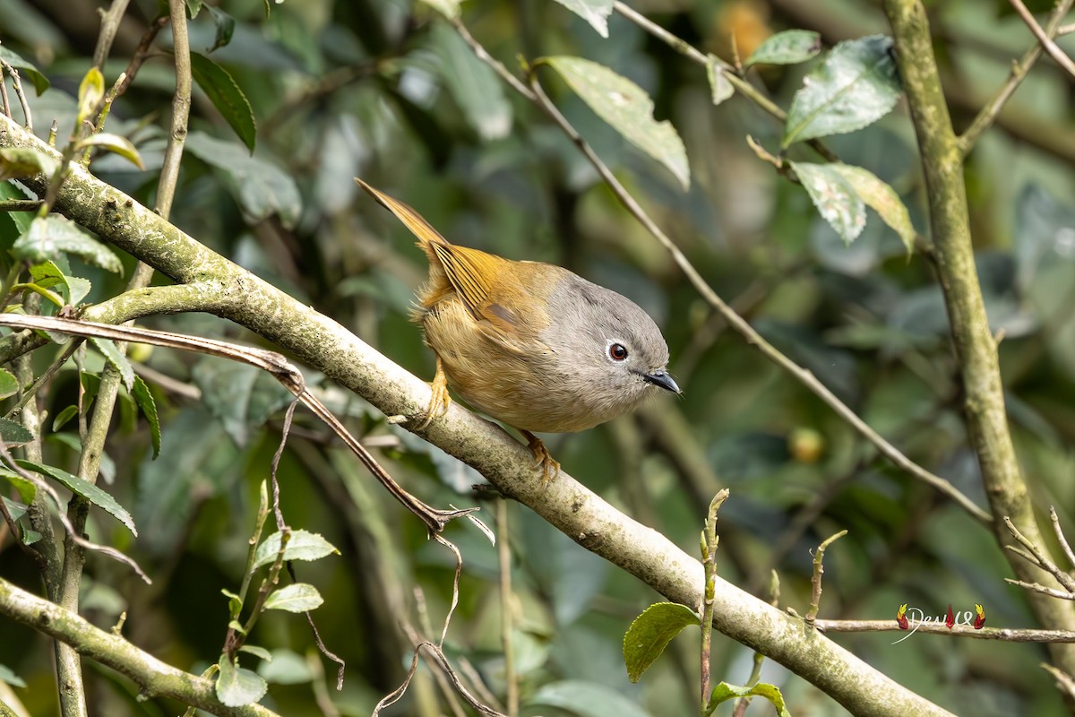 David's Fulvetta - ML630718445