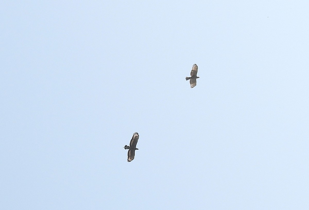 Crested Serpent-Eagle - ML630718483
