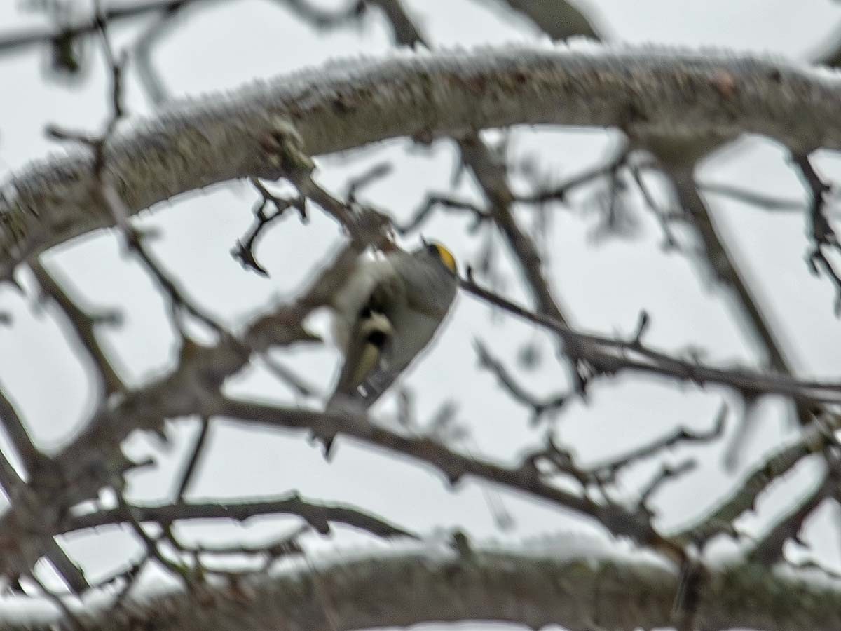 Golden-crowned Kinglet - ML630718725