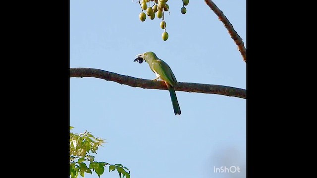 Blue-bearded Bee-eater - ML630718800