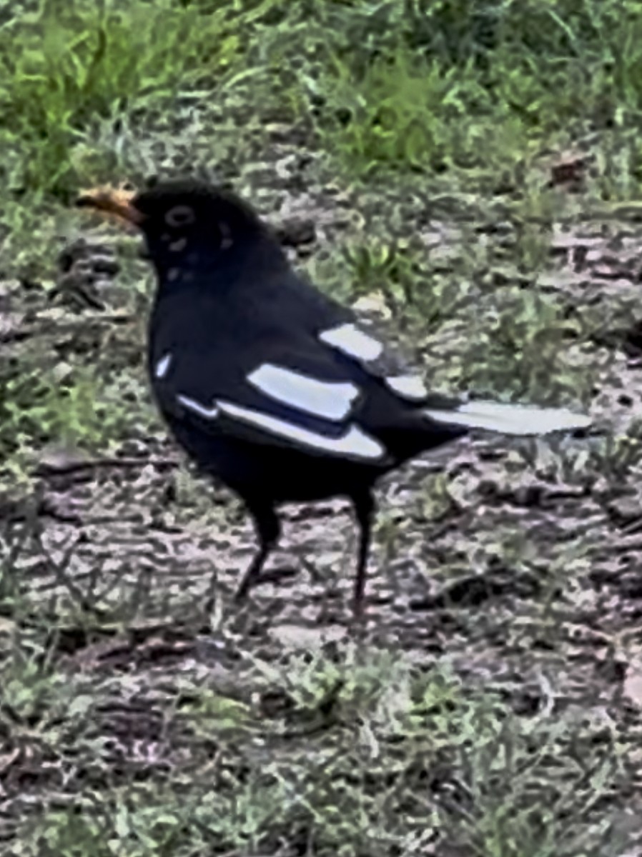 Хар хөөндэй - ML630718864