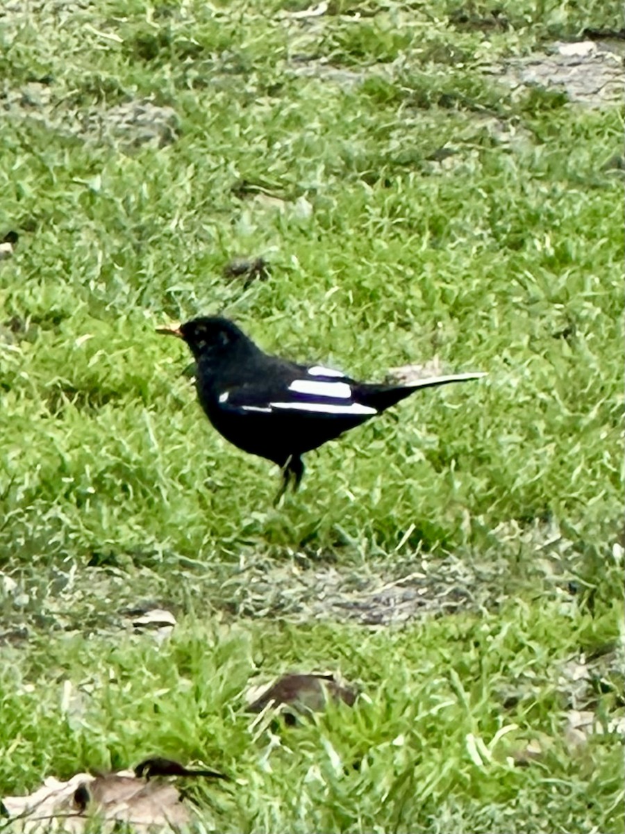 Хар хөөндэй - ML630718865