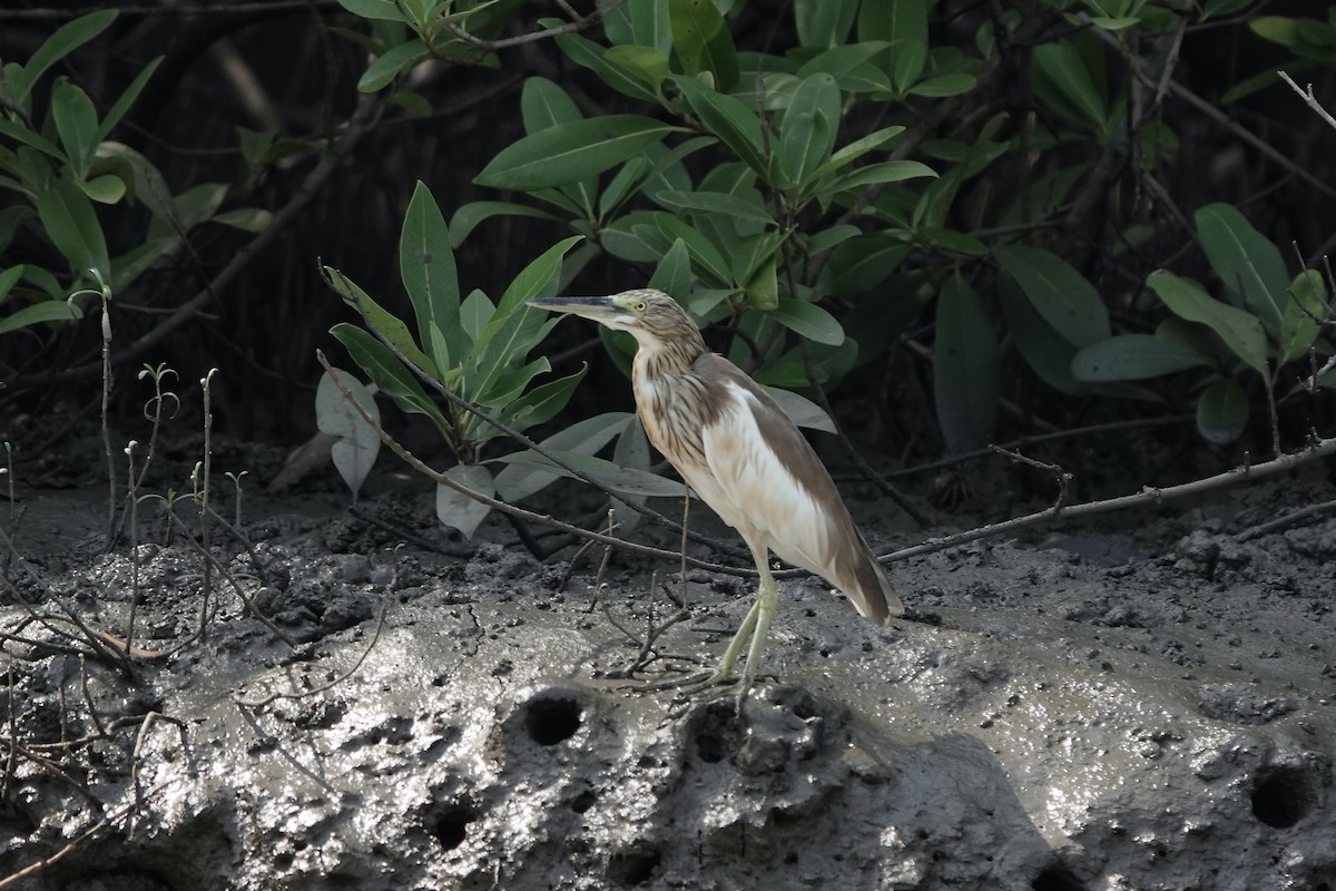 Squacco Heron - ML630718877