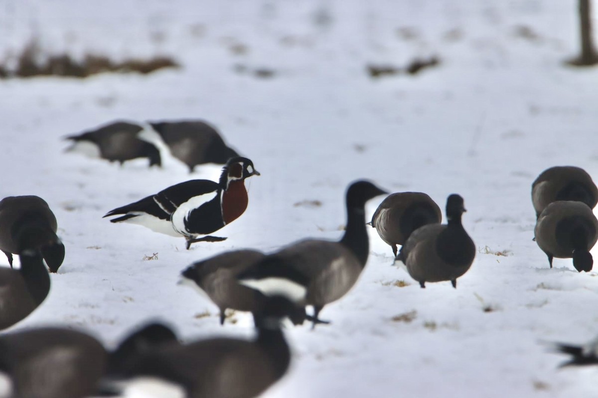 Red-breasted Goose - ML630719329
