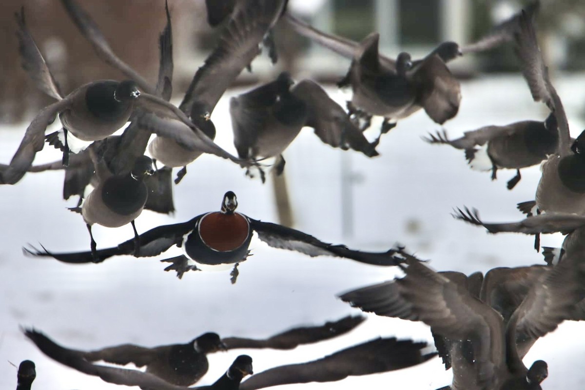 Red-breasted Goose - ML630719330