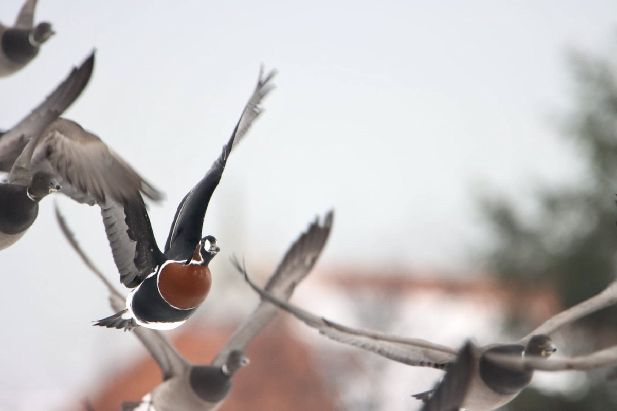 Red-breasted Goose - ML630719331