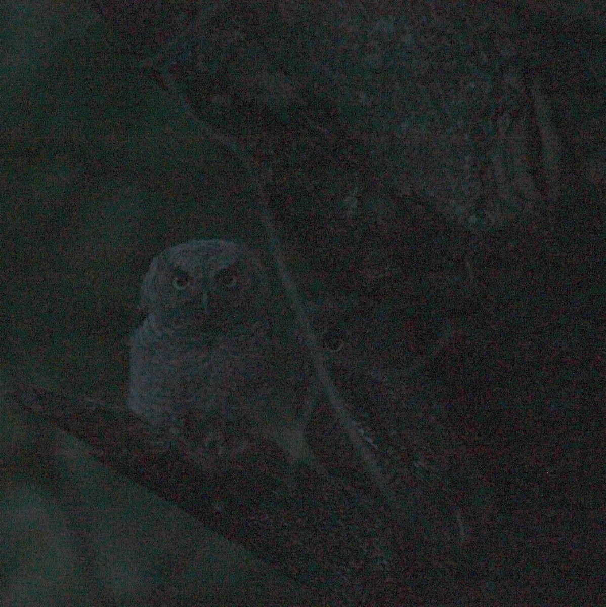 Eastern Screech-Owl - Mark Benson