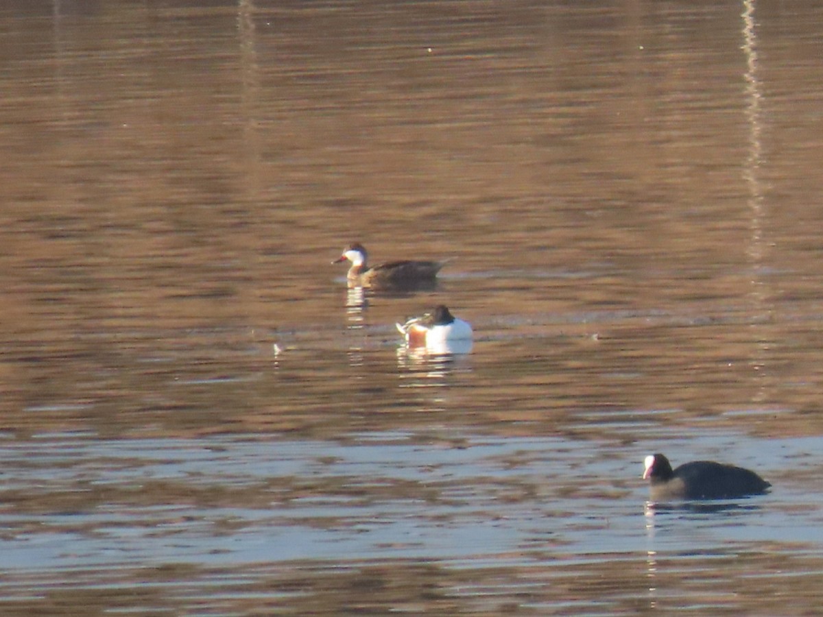 White-cheeked Pintail - ML630719745