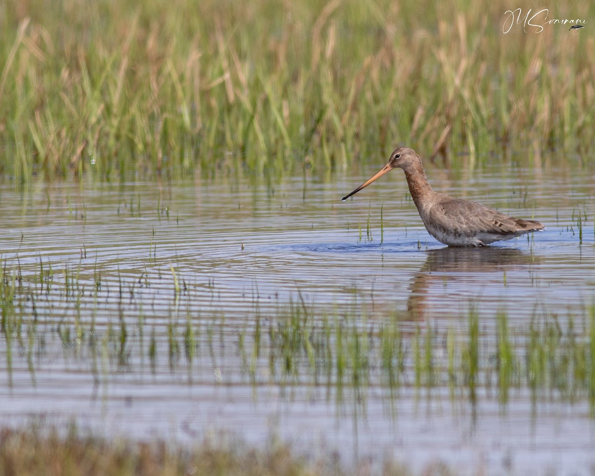 Black-tailed Godwit - ML630719786