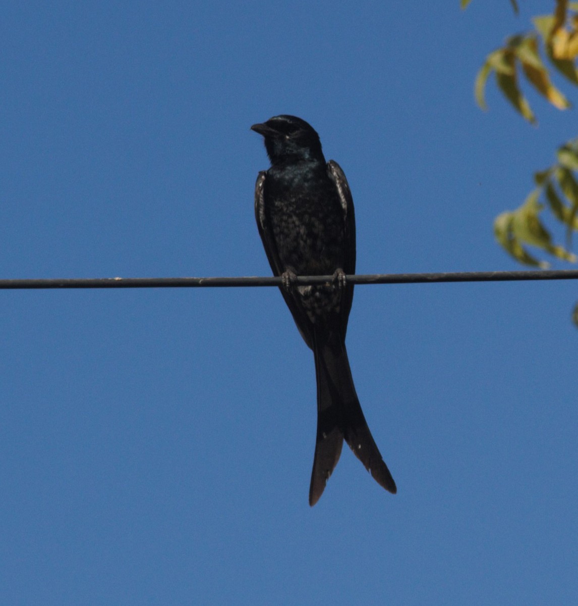 Black Drongo - ML630719804
