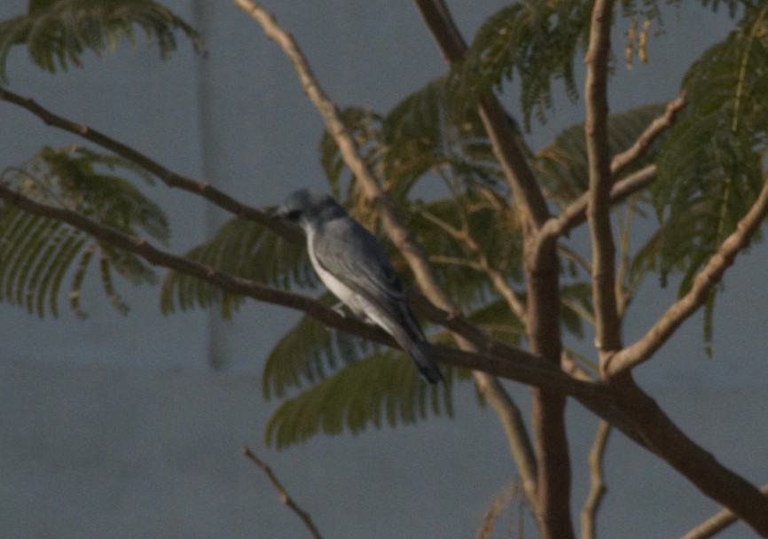 Indian Cuckooshrike - ML630719827