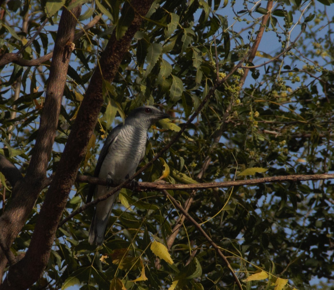 Indian Cuckooshrike - ML630719844