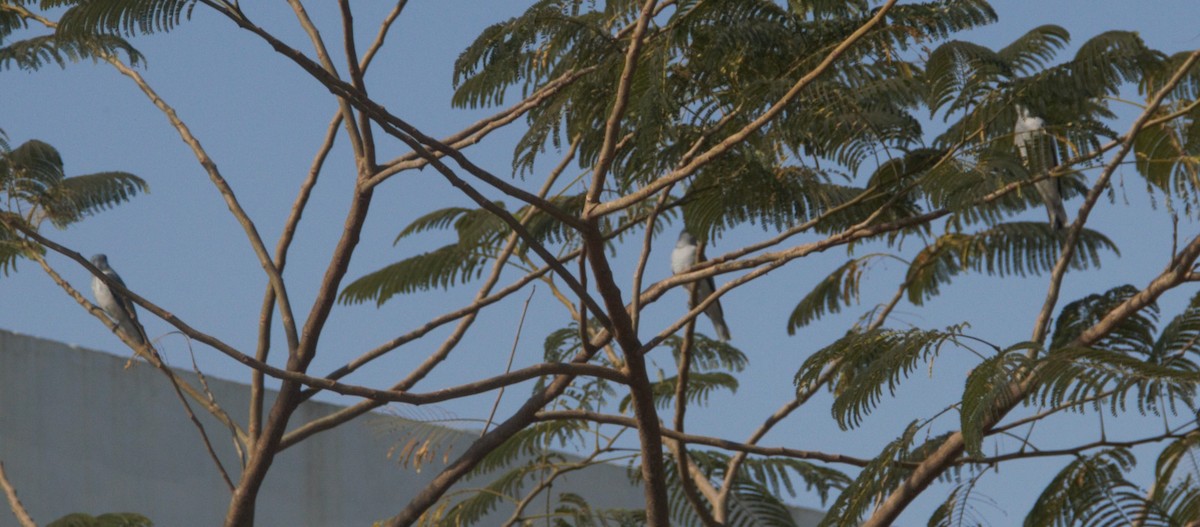 Indian Cuckooshrike - ML630719859
