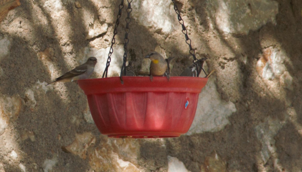 Yellow-throated Sparrow - ML630719896