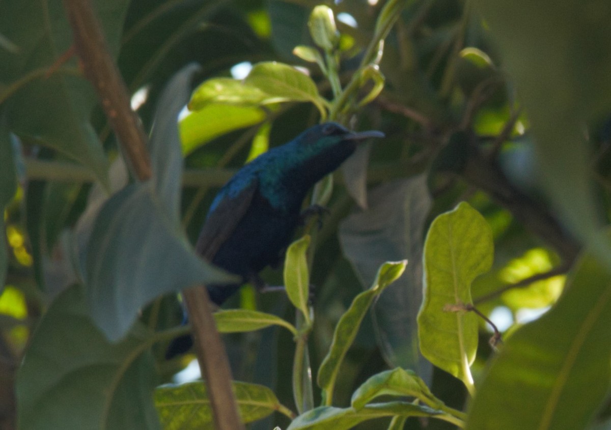 Purple Sunbird - ML630719916