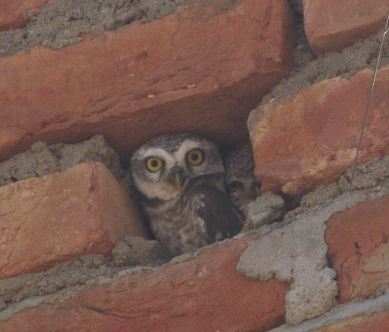 Spotted Owlet - ML630719936