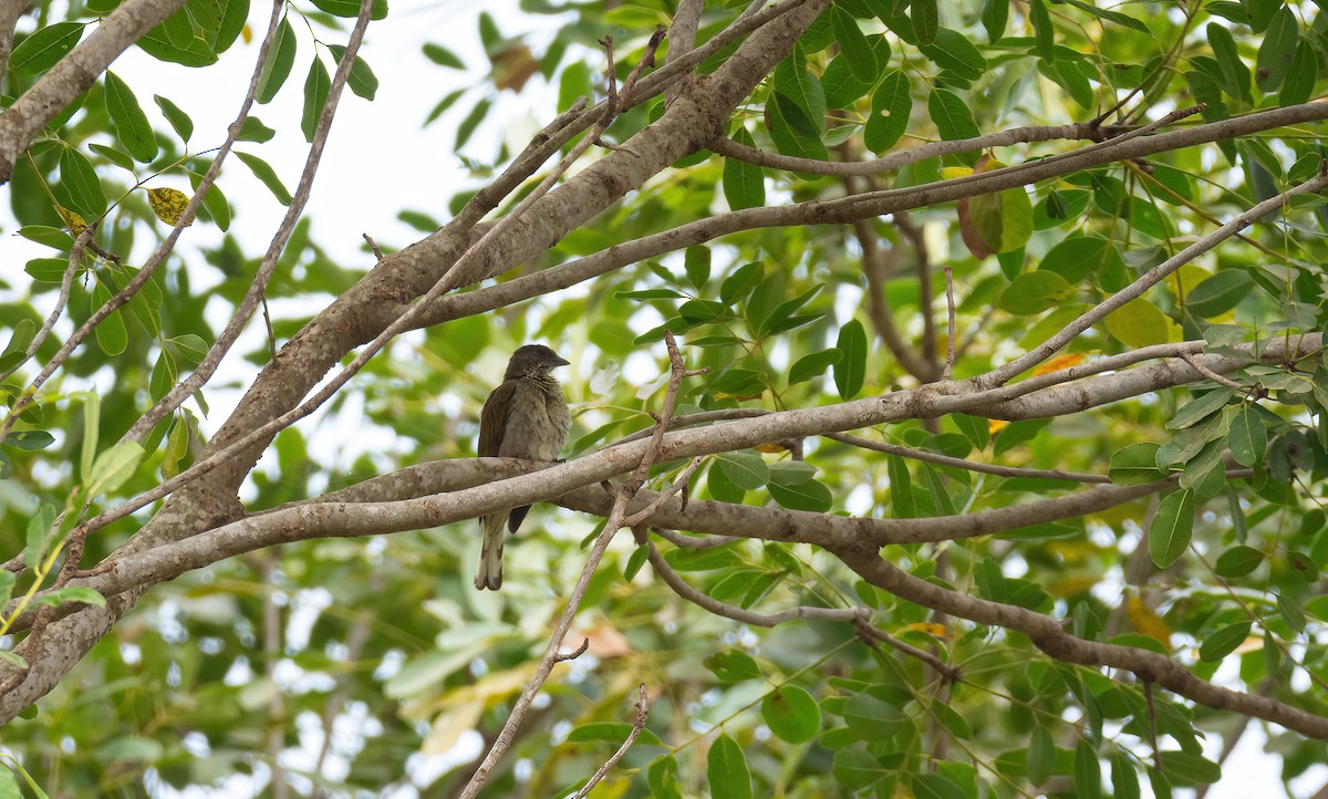 Spotted Honeyguide - ML630719941