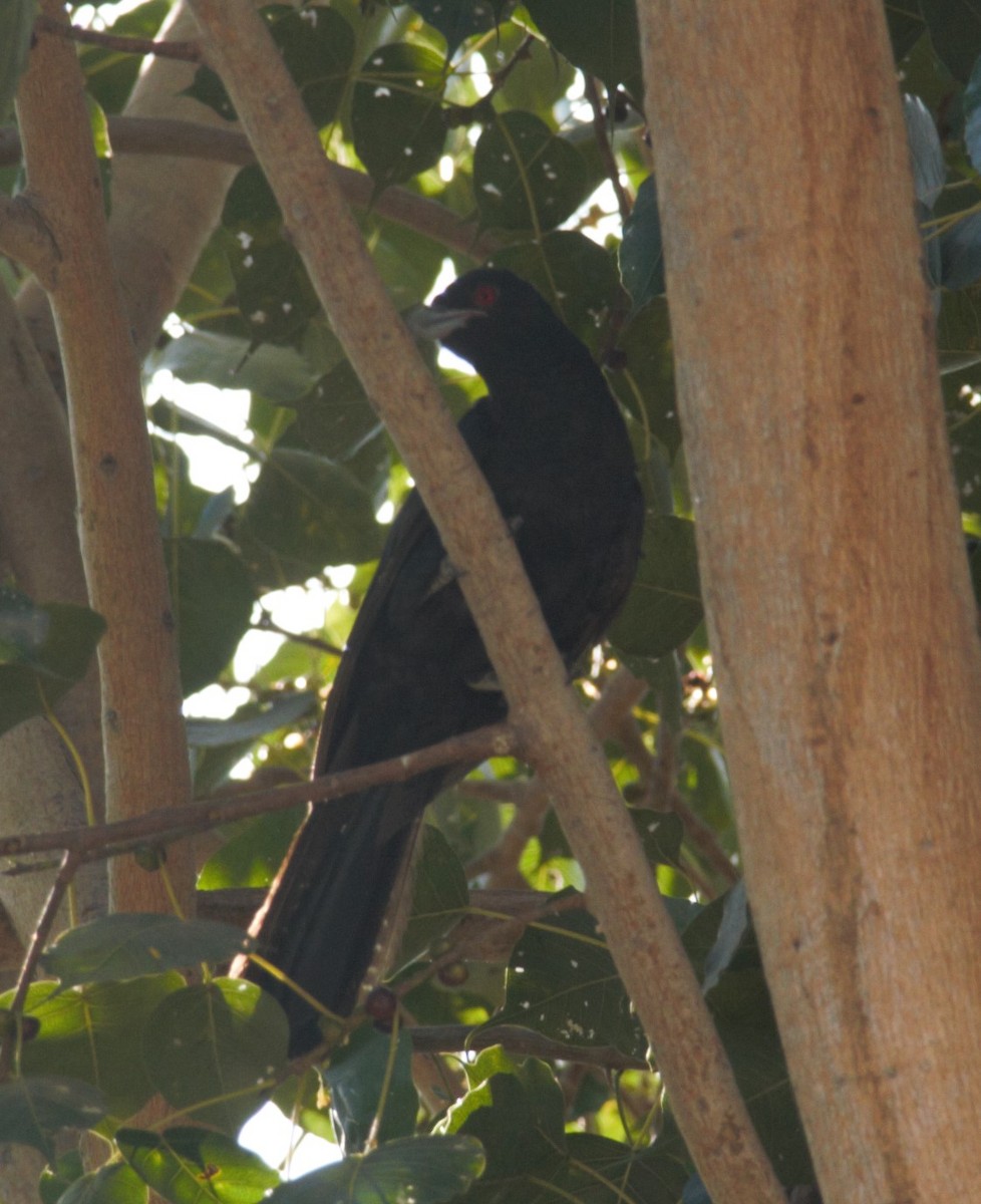 Asian Koel - ML630719944