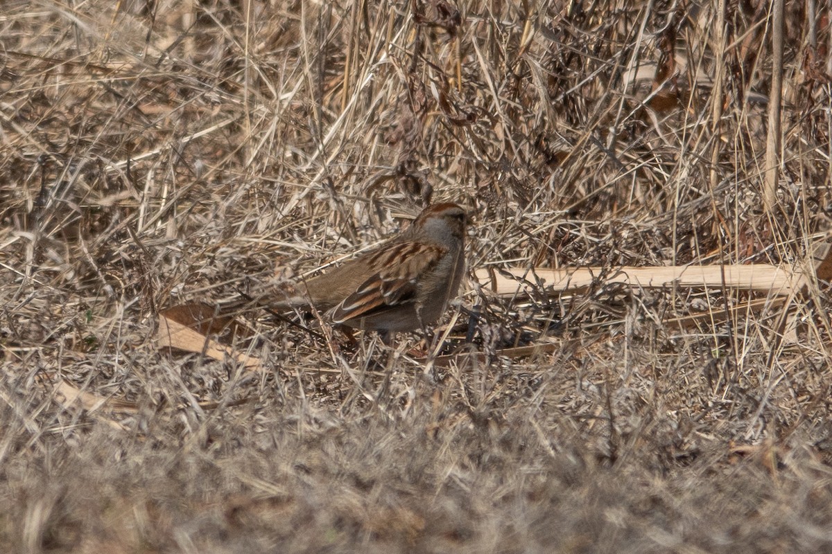 White-crowned Sparrow - ML630720007