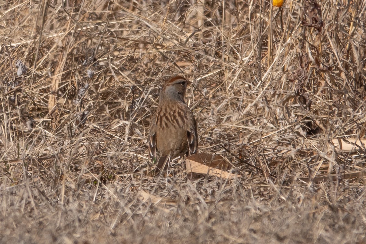 White-crowned Sparrow - ML630720008