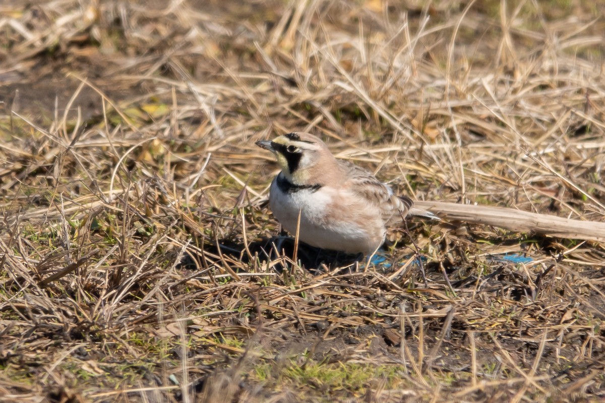 Horned Lark - ML630720054