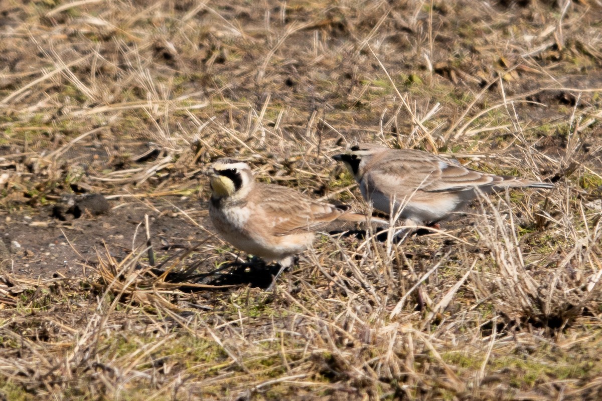 Horned Lark - ML630720055