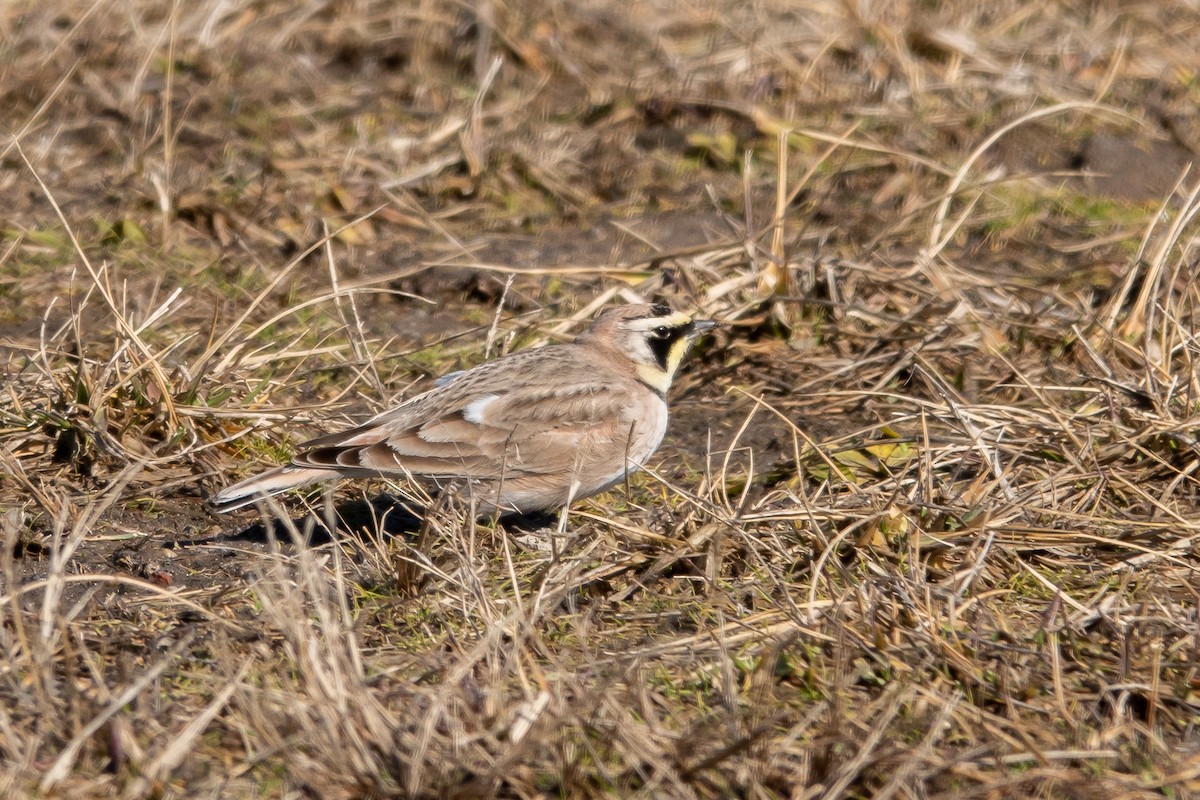 Horned Lark - ML630720056