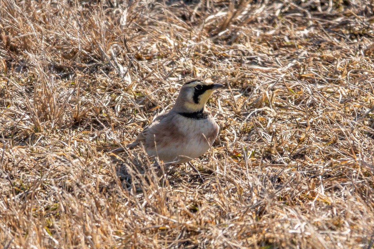 Horned Lark - ML630720058