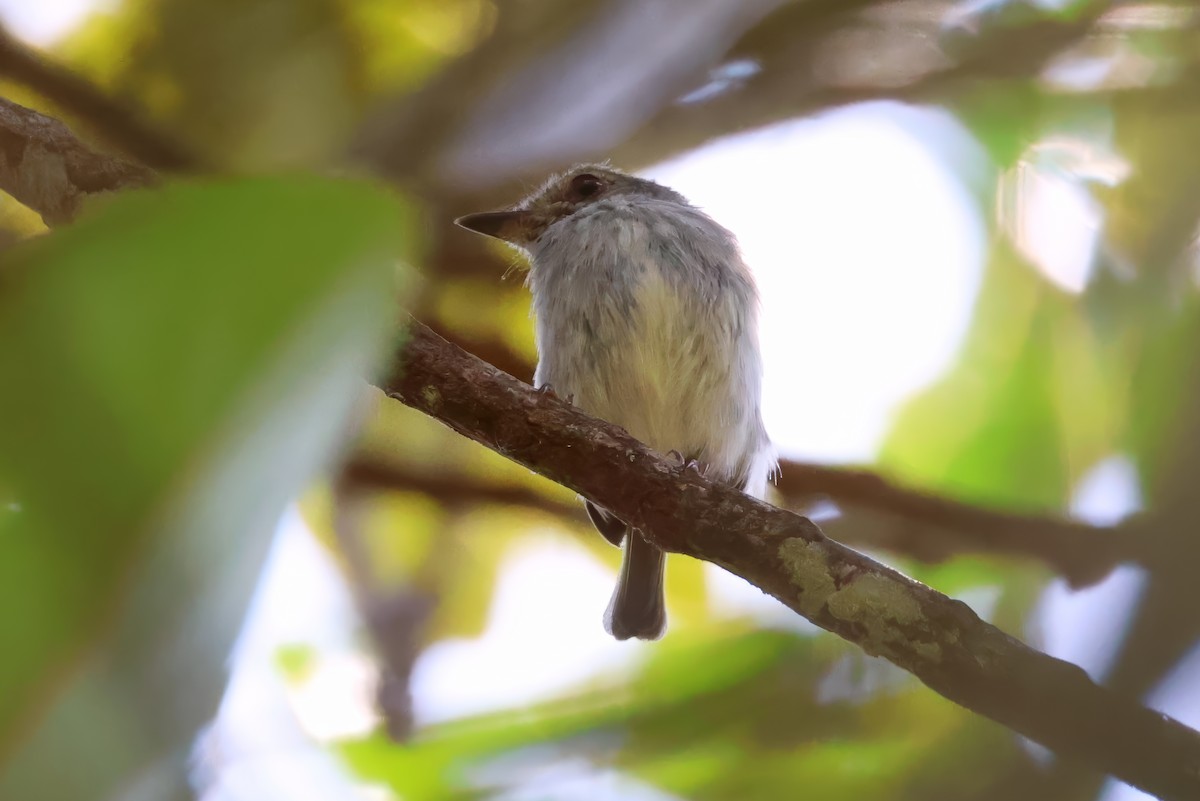 White-bellied Pygmy-Tyrant - ML630720127