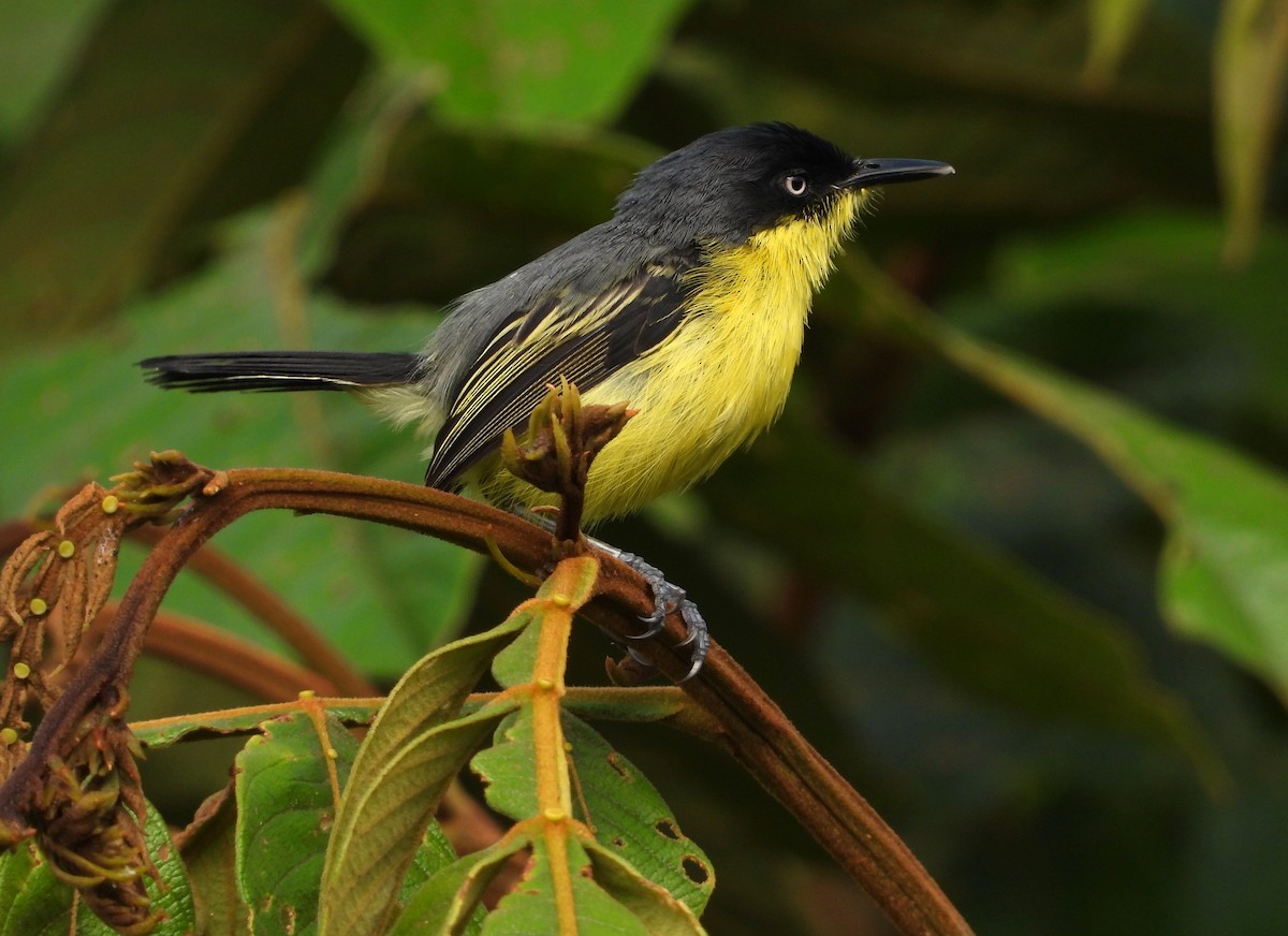 Common Tody-Flycatcher - Rommel Chimaico