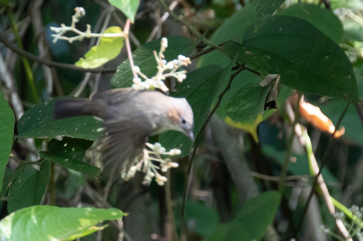 Striated Yuhina - ML630720265