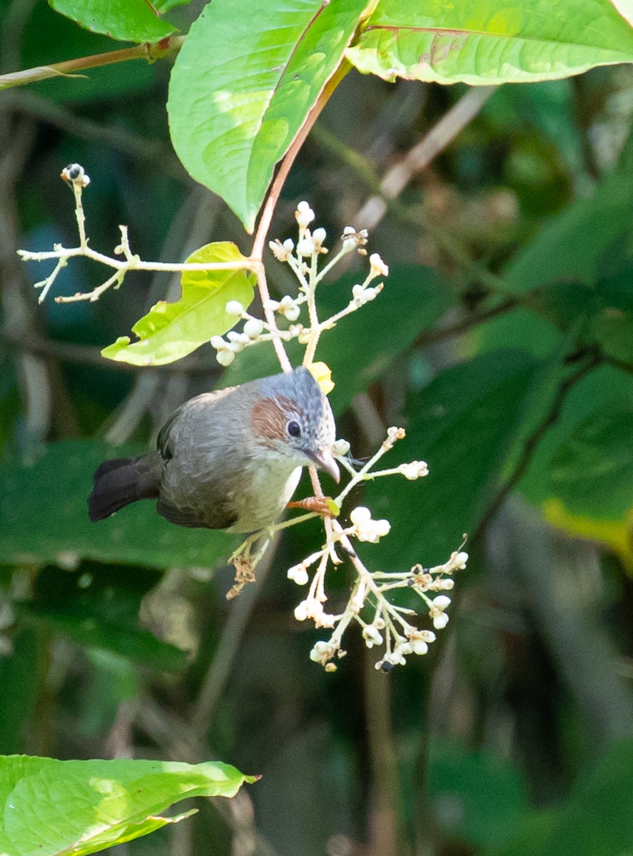 Striated Yuhina - ML630720266
