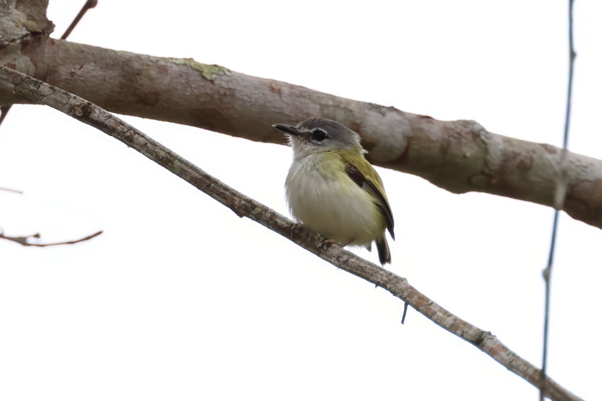 Short-tailed Pygmy-Tyrant - ML630720400