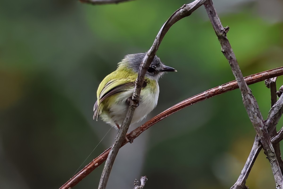 Short-tailed Pygmy-Tyrant - ML630720401