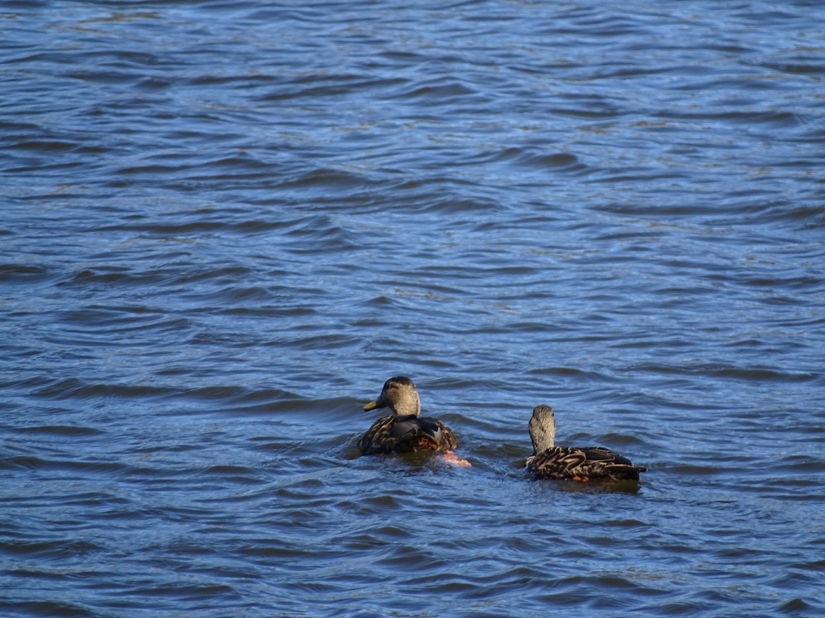 Mexican Duck - ML630720420