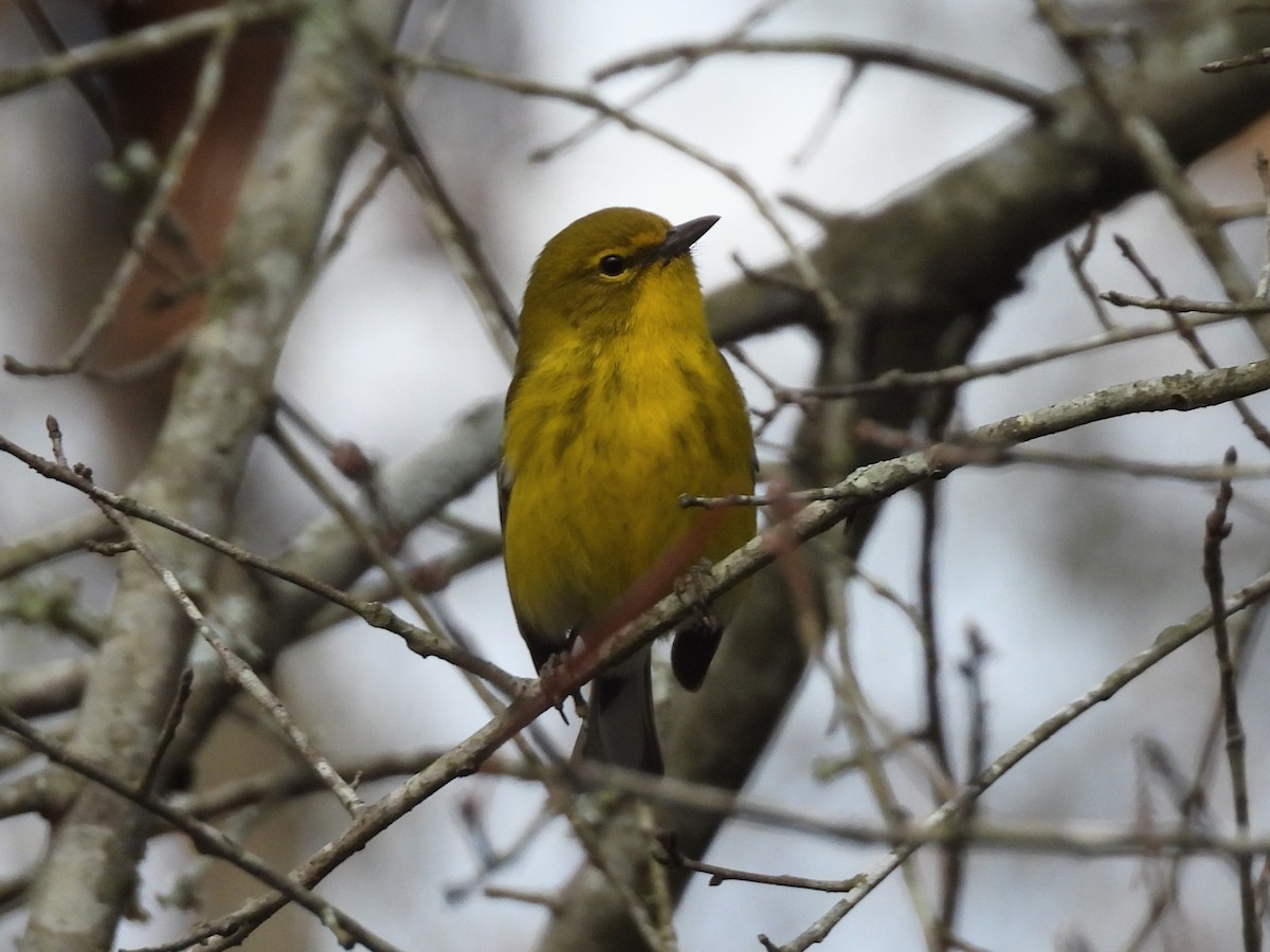 Pine Warbler - ML630720436