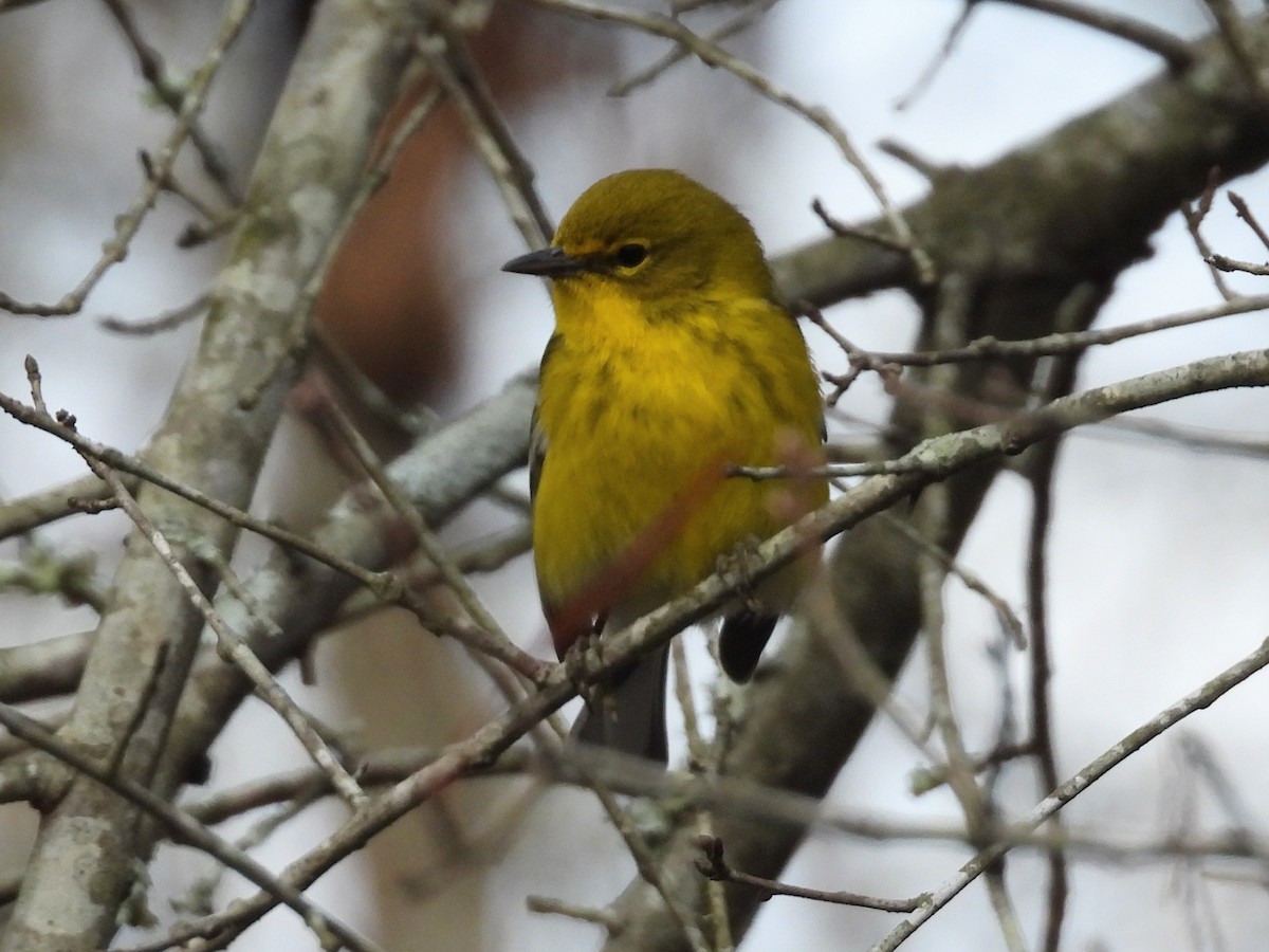 Pine Warbler - ML630720437