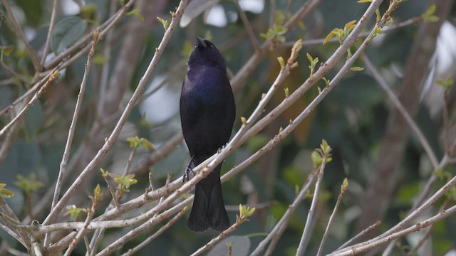 Shiny Cowbird - ML630720458
