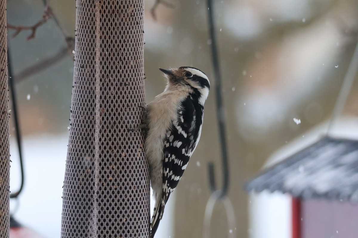 Downy Woodpecker - ML630720518
