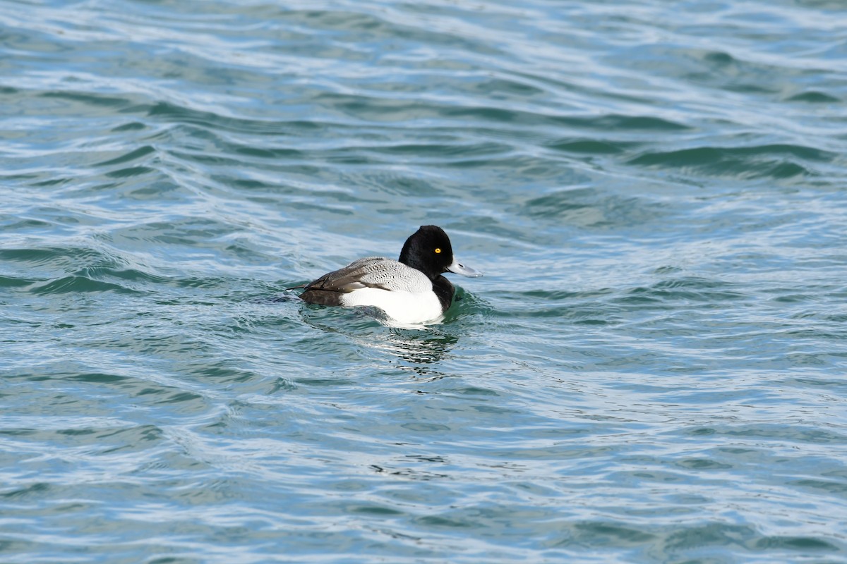 Lesser Scaup - ML630720631