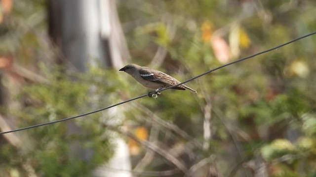 Yellow-throated Sparrow - ML630720657