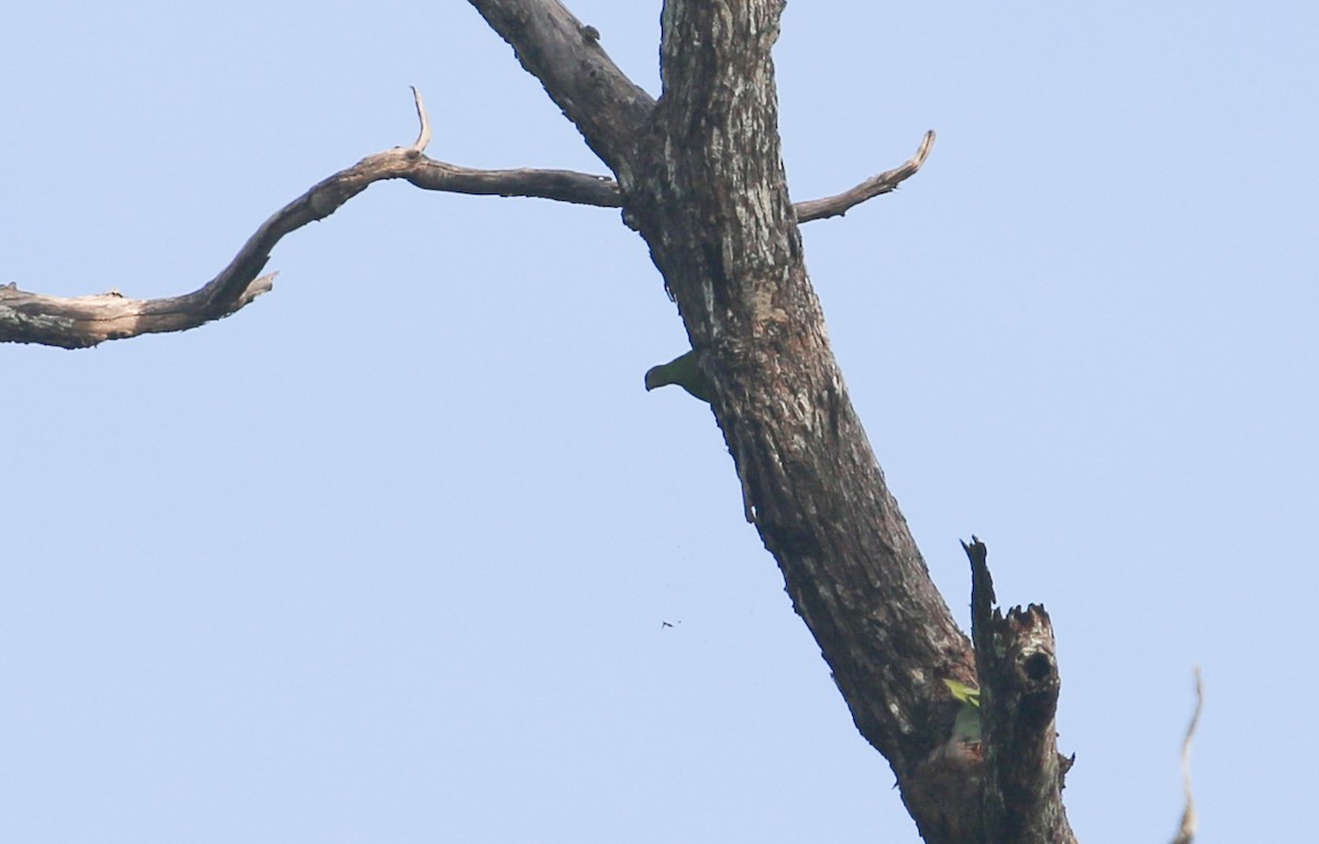 Red-cheeked Parrot - ML630720844