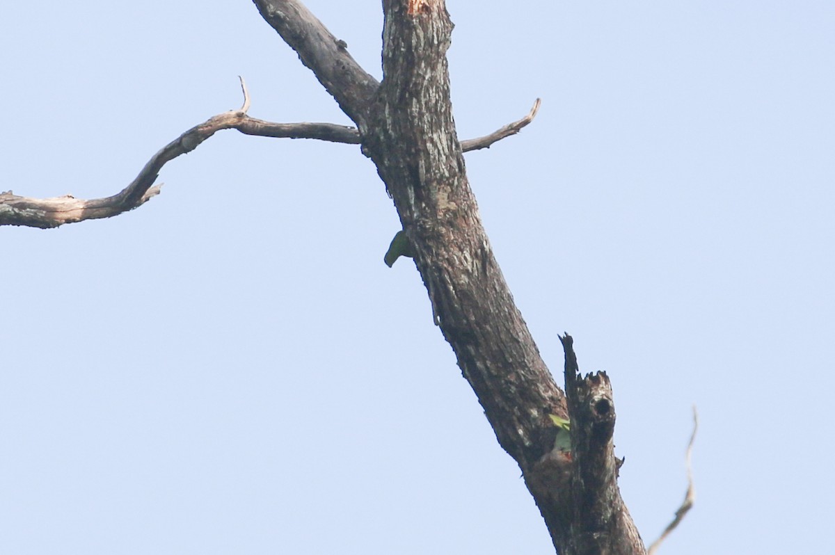 Red-cheeked Parrot - ML630720845
