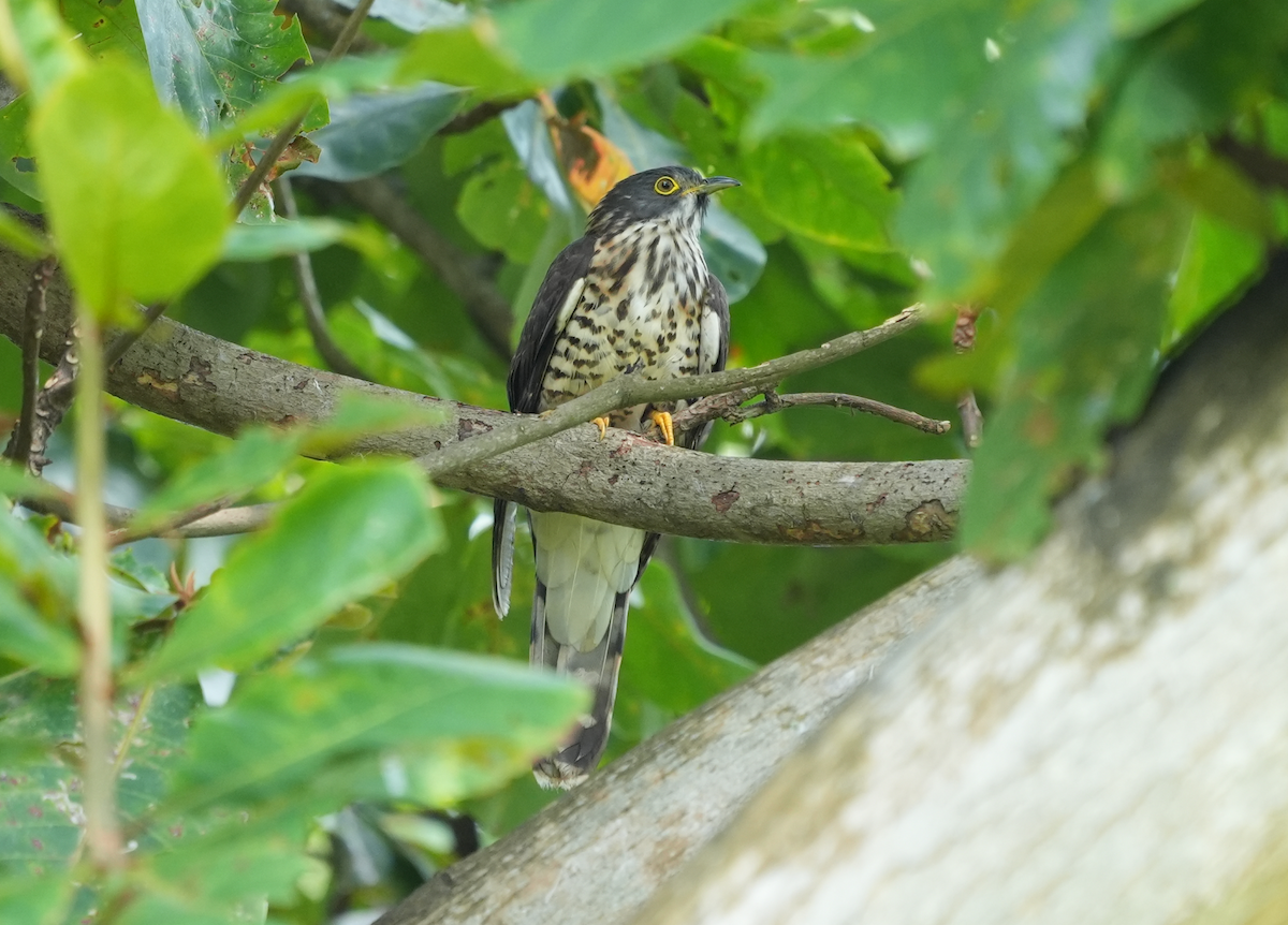 Large Hawk-Cuckoo - ML630720852