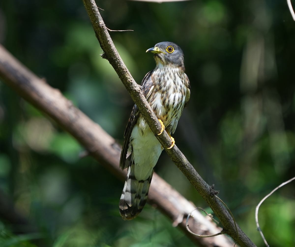 Hodgson's Hawk-Cuckoo - ML630720855